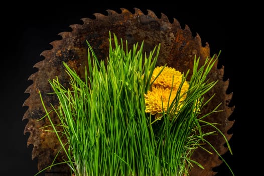 Creative still life with old rusty saw blade and grass in a flower pot on a black background