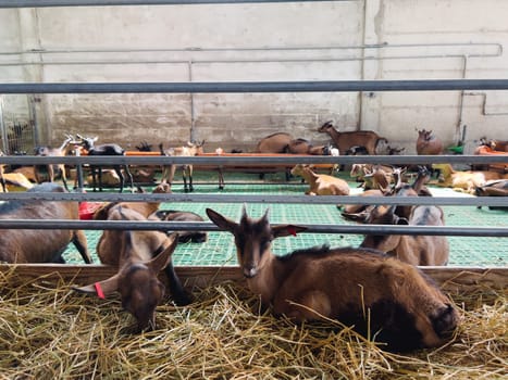 Small goatling lies on the hay near the fence of the goat pen. High quality photo