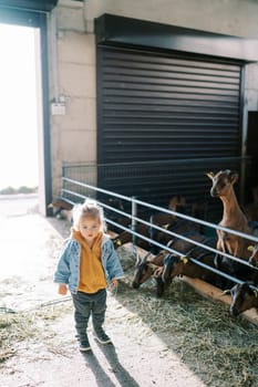 Little girl stands near the fence of a goat pen and looks ahead. High quality photo