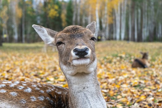 muzzle of spotted deer doe