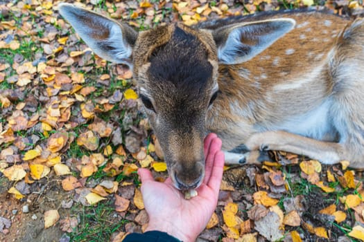 Spotted fawn eats from human hands