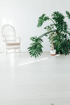 green home plant and white chair in the interior of the room