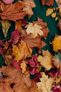 autumn background yellow and red fallen leaves