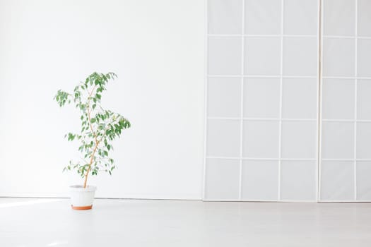 green plant in the interior of the white room of the house