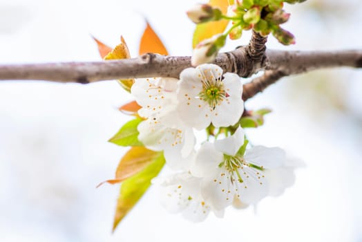 Cherry blossom in spring. Cherry flowers are blooming in the garden, closeup.