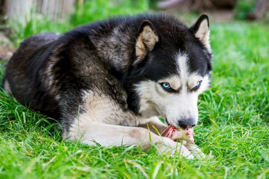 Black and white Siberian husky eats bone on meadow. Dog breed Siberian Husky on the green grass.