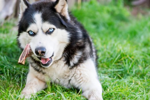 Black and white Siberian husky eats bone on meadow. Dog breed Siberian Husky on the green grass.