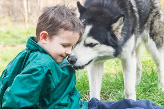 Boy playing with his dog. Happy child plays with siberian husky dog. Active children concept.