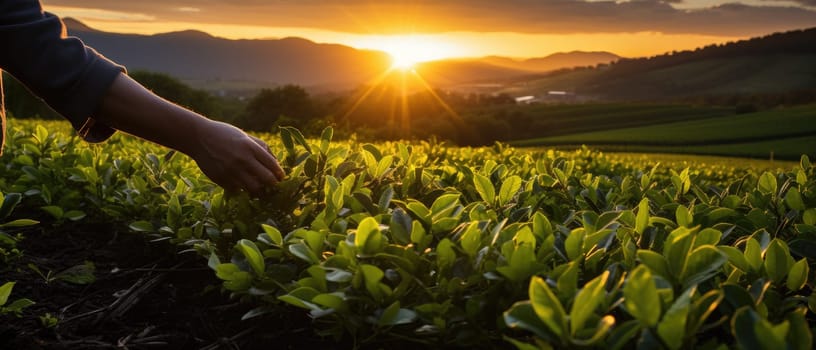 A magical moment when the hand of an experienced tea picker picks fresh leaves on a sunset plantation