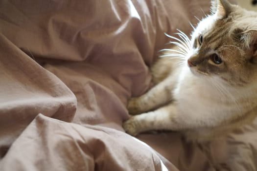 Front view of a cute beautiful Siamese breed cat on a classic brown blanket. High quality photo