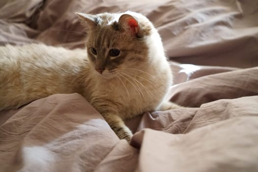 Front view of a cute beautiful Siamese breed cat on a classic brown blanket. High quality photo