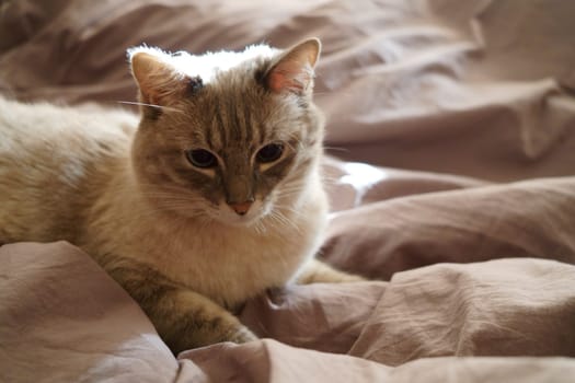 Front view of a cute beautiful Siamese breed cat on a classic brown blanket. High quality photo