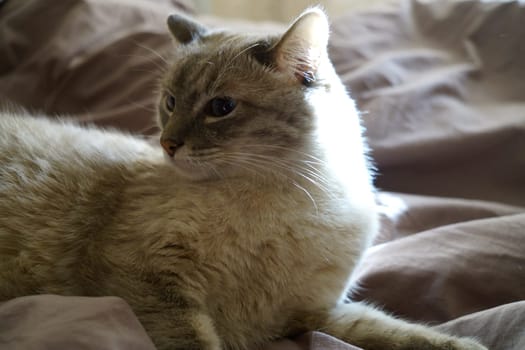 Front view of a cute beautiful Siamese breed cat on a classic brown blanket. High quality photo