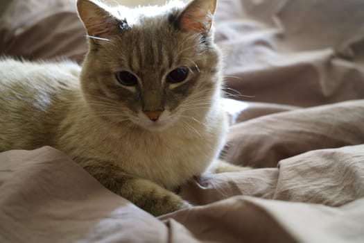 Front view of a cute beautiful Siamese breed cat on a classic brown blanket. High quality photo