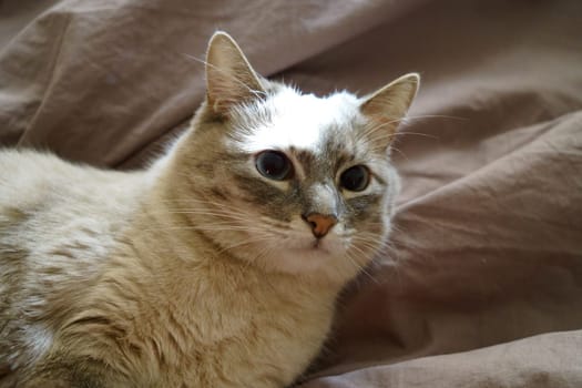 Front view of a cute beautiful Siamese breed cat on a classic brown blanket. High quality photo