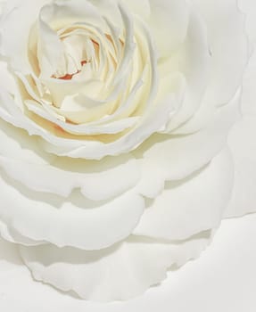 Abstract floral background, white rose flower petals. Macro flowers backdrop for holiday design. Soft focus.