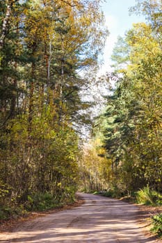 Beautiful autumn forest and road. Bright yellow leaves of trees. Natural colorful background