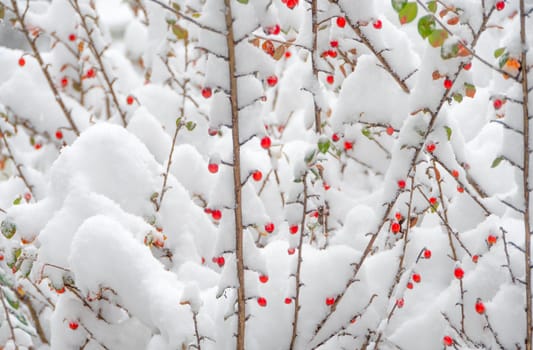 Red berries, green leaves on bush brenches covered with snow.