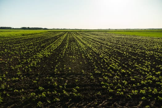 A tender sprout of a soybean agricultural plant in a agricultural soy beans field grows in a row with other sprouts