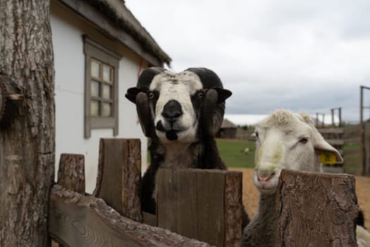 A ram and a sheep look over the fence