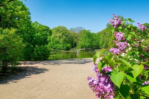 Lilac bushes in the Krasinski Garden in Warsaw