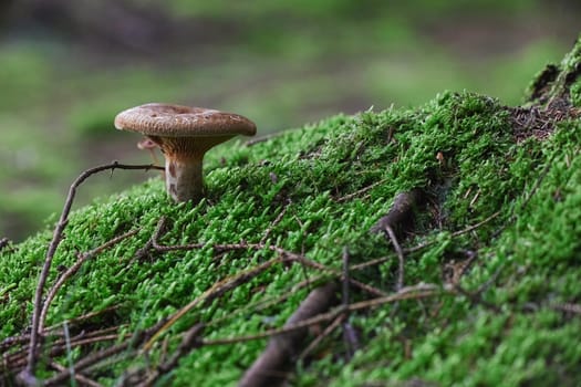 Close-up of a mushroom in a forest in Denmark.