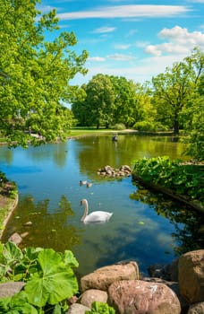 Waterfowl ducks and swans swimming in the pond lake in Krasinski park