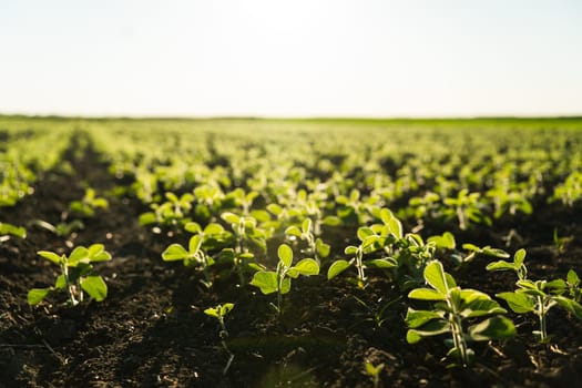 Field with young bean sprouts in the summer. A row of young soybean shoots stretches up. Rows of soy plants on an agricultural plantation. Selective focus