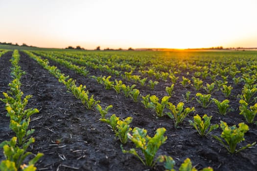 Landscape rows of young sugar beetroot plants. Young beat sprouts during the period of active growth. Agriculture process