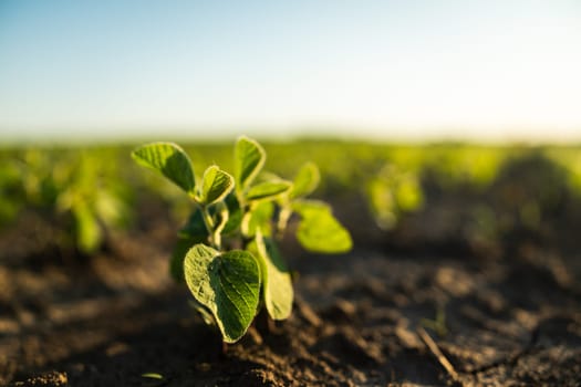 Young sprouts of a soybean plant grow in rows on an agricultural field. Young soy bean plant against the sun. Selective focus. Soft focus