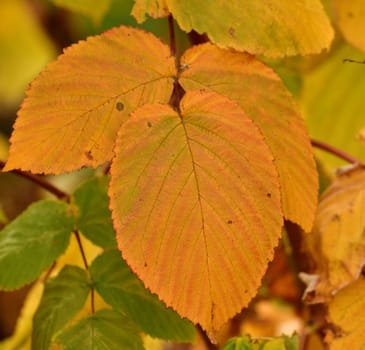 yellow autumn raspberry leaves on branch.