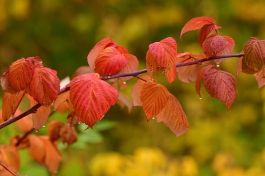 Red autumn raspberry leaves on branch.