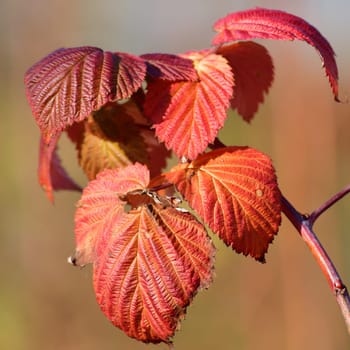 Red autumn raspberry leaves on branch.