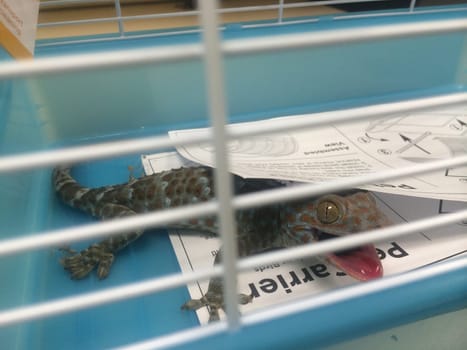 Angry Today Gecko In a Wire Frame Cage. High quality photo