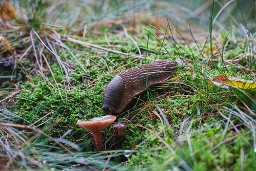 A snail eats a mushroom in an autumn forest in Denmark.