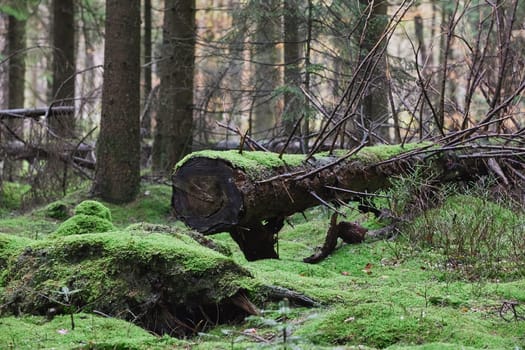 fallen tree in an autumn forest in Denmark.