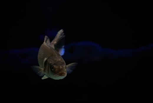 Fish close up in dark waters in Denmark. Underwater photo.