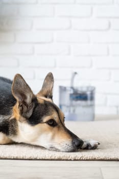 Pet water dispenser with automatic gravity refill. Closeup of cute dog lying on rug near pet fountain