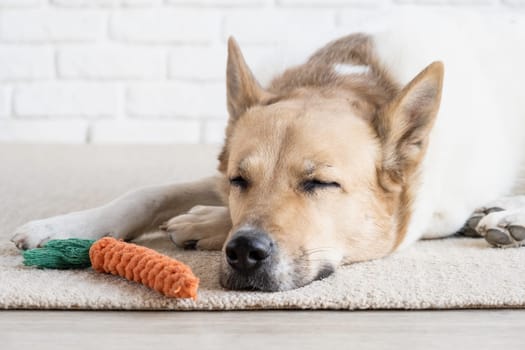 adorable dog sleeping on the rug next to the favorite carrot toy