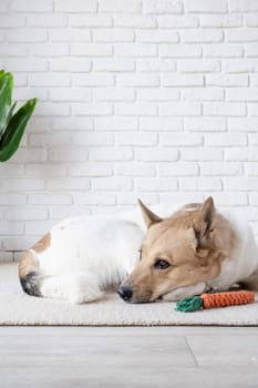 adorable dog sleeping on the rug next to the favorite carrot toy