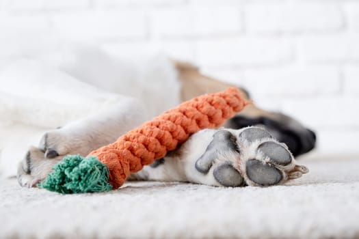 adorable dog sleeping on the rug next to the favorite carrot toy, closeup paws and toy