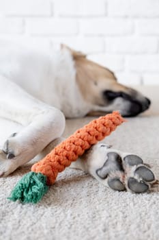 adorable dog sleeping on the rug next to the favorite carrot toy, closeup paws and toy