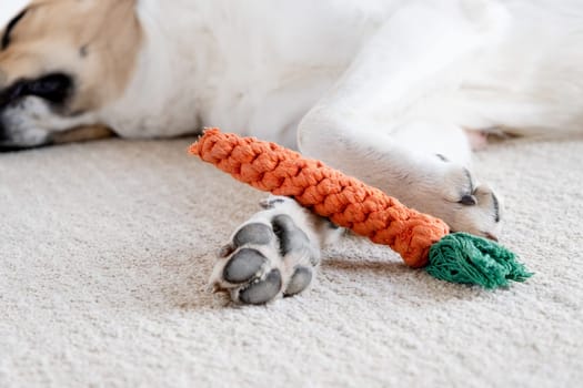adorable dog sleeping on the rug next to the favorite carrot toy, closeup paws and toy