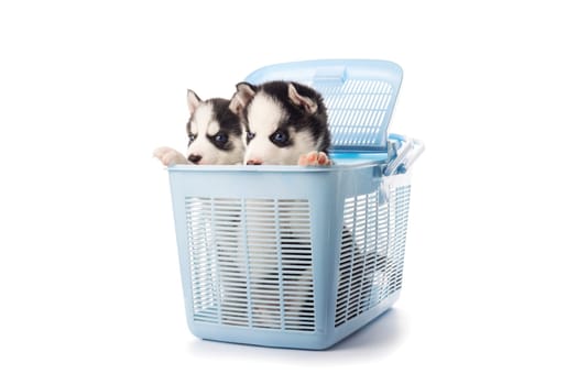 Purebred Siberian Husky puppy in a blue carry case for animals isolated on white background.