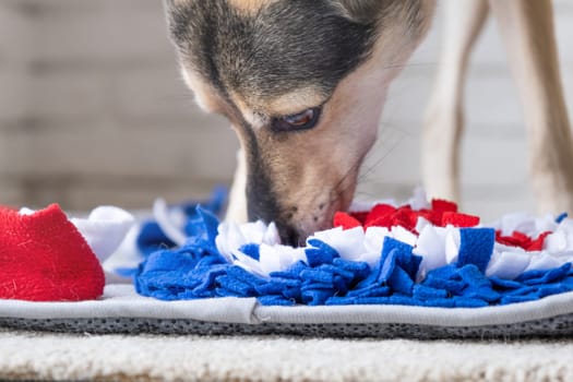 adorable dog playing with sniffing mat at home