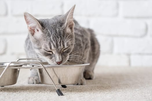 A gray striped European cat eats food from a white bowl.