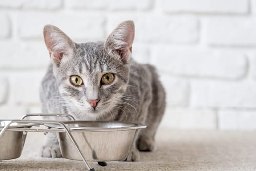 A gray striped European cat eats food from a white bowl.