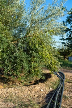 Close-up of an olive tree loaded with many fruits in full development in a crop field.