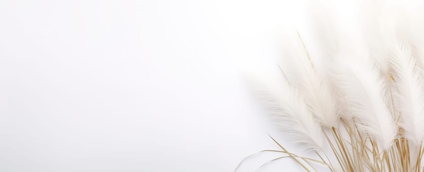 Delicate pampas grass plumes gracefully poised against a clean white background, providing a sense of calm and minimalistic elegance. Boho style. Natural backdrop with copy space. Generative AI