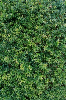 Bright green leaves on the branches of a bush. High quality photo